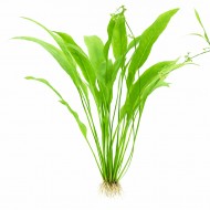 ИМ Danio Эхинодорус амазонский - Echinodorus amazonicus