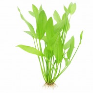 ИМ Danio Эхинодорус аргентинский - Echinodorus argentinensis