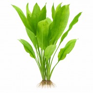 ИМ Danio Эхинодорус Блехера - Echinodorus bleheri