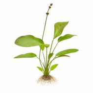 ИМ Danio Эхинодорус огненный феникс - Echinodorus fire phoenix