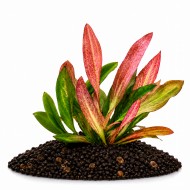 Ехінодорус вогненний фенікс - Echinodorus fire phoenix