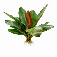 Ехінодорус Горізонталіс Варієгатний - Echinodorus Horizontalis Variegated