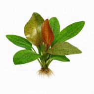 Ехінодорус Оцелот Червоний - Echinodorus ozelot red