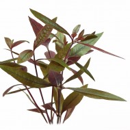 Альтернантера сидячая (Alternanthera sessilis)