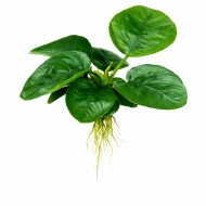 Анубиас бартера бабочка (Anubias barteri butterfly)