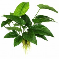 Анубиас бартера полосатый (Anubias barteri striped)
