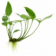 Анубиас Хастиофолия (Anubias hastifolia)
