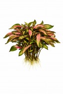 - Alternanthera amabilis tricolor