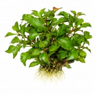 Альтернантера Бетцікіана Варієгатна (Alternanthera bettzickiana variegatus) ціна за 1 гілку