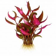 Альтернантера Рейнека лілова (Alternanthera reineckii lilacina) ціна за 1 гілку