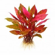 Альтернантера Рейнека рожева (Alternanthera reineckii rosaefolia) ціна за 1 гілку