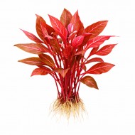 Альтернантера Рейнека мармурова (Alternanthera reineckii rosanervig) ціна за 1 гілку