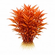 Амманія витончена (Ammannia gracilis) ціна за 1 гілку