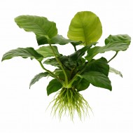 Анубіас Бартера зморшкуватий лист (Anubias barteri wrinkle leave) кущ 4-6 лситочків