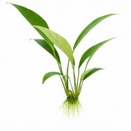 Анубіас звичайний (Anubias congensis)