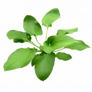 Эхинодорус шереховатый (Echinodorus scaber)