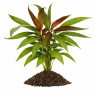 Гигрофила иволистная рубра (Hygrophila angustifolia rubra)