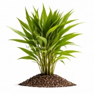 Гігрофіла Іволистна (Hygrophila salicifolia) ціна за 1 гілку