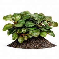 Лобелія кардиналіс хвиляста (Lobelia cardinalis wavy) ціна за 1 гілку