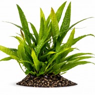 Папороть таїландська (Microsorum pteropus)