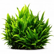 Папороть крилоподібна філіппінська (Microsorum pteropus philippine)