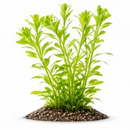 Ротала зелена (Rotala green) ціна за 1 гілку