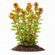 Ротала ХРА (Rotala HRA) ціна за 1 гілку