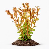 Ротала кругліста Ваянд (Rotala rotundifolia wayanad) ціна за 1 гілку