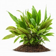 Криптокорина петчія (Cryptocoryne petchii) ціна за 1 кущ
