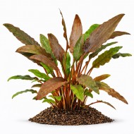 Криптокорина вендта коричнева (Cryptocoryne wendtii brown) ціна за 1 кущ