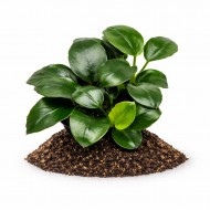 Анубіас бартеру петит круглолистий (Anubias barteri petite round)