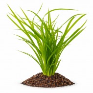 Циперус хелфера (Cyperus helferi) ціна за 1 кущ