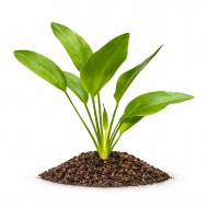 Ехінодорус американський (Echinodorus americanus) кущ 14-18 см