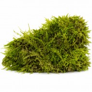 Яванський мох - (Vesicularia dubyana wild) 5х5 см