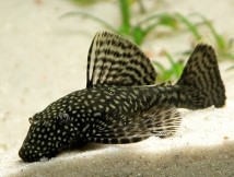 ИМ Danio Анциструс обыкновенный (Ancistrus dolichopterus) см 4-5