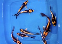 Кабуто батерфляй (Cyprinus carpio koi) см 4-5