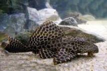 Парчевой птеригоплихт (Pterygoplichthys gibbiceps) см 7-8