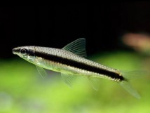 Сиамский водоросль (Crossocheilus siamensis) см 2-3