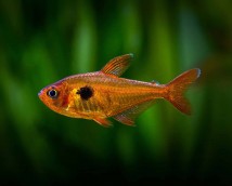 Серпас (Hyphessobrycon serpae) 3-4 см
