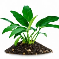 Анубиас короткий и острый (Anubias species Short & Sharp)