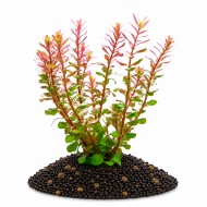 Ротала кроваво-красная (Rotala blood red) цена за 1 ветку