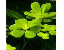 Пістія або Водяний салат (Pistia stratiotes) 1 шт