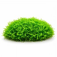 Річчія плаваюча (Riccia fluitans) 5х5 см