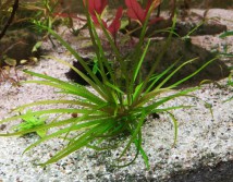 Блікса Японська (Blyxa japonica)