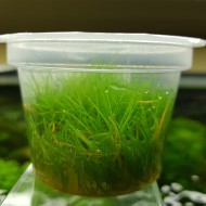 Елеохаріс міні Aquayer (Eleocharis sp. mini)