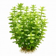 Бакопа каролінська (Васора caroliniana)