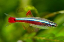 Кардинал (Tanichthys albonubes) 2-3 см