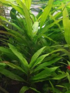 Лимонник гідрофільний вузьколистий (Nomaphila stricta sp.) Розмір 20 см