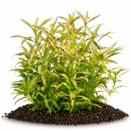 Гігрофіла багатонасінна (Hygrophila polysperma) ціна за 3 шт