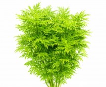 Гігрофіла різнолиста (Hygrophila diformis)